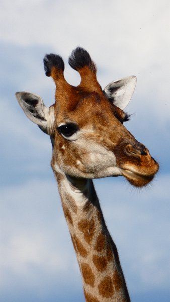 Giraffe Limpopo.jpg